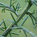 Larval mine • Mine on stem of Ulex europaeus, Bere Alston, Devon • © Phil Barden