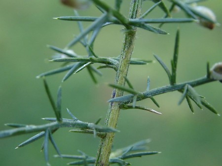 Phyllonorycter ulicicolella