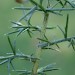 Larval mine • Mine on stem of Ulex europaea, Bere Alston, Devon • © Phil Barden