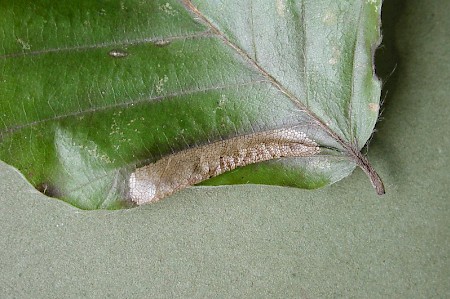 Phyllonorycter maestingella