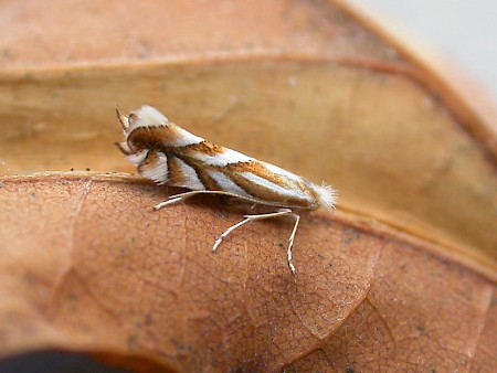 Phyllonorycter distentella