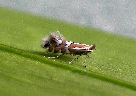 Phyllonorycter anderidae