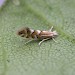 Adult • Ex. mine in Salix repens, Sandwich Bay, Kent • © Francis Solly