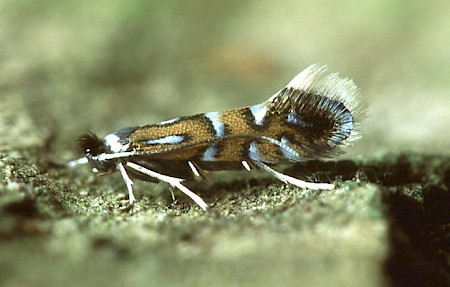 Phyllonorycter lautella