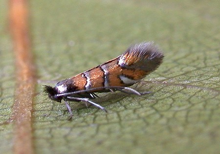 Phyllonorycter schreberella