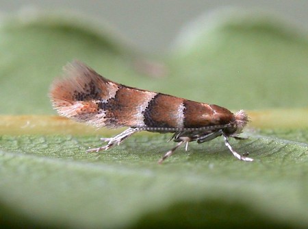 Phyllonorycter tristrigella