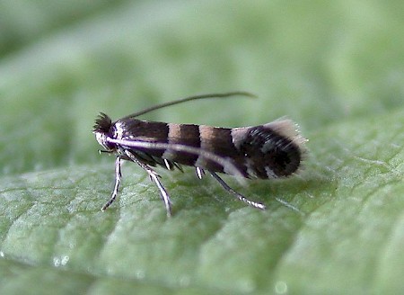 Phyllonorycter stettinensis