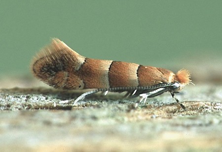 Phyllonorycter froelichiella