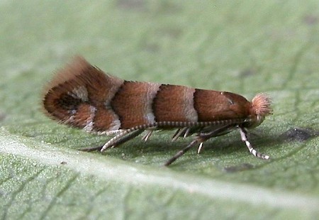 Phyllonorycter nicellii