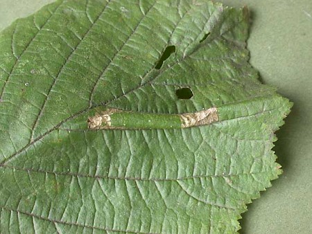 Phyllonorycter nicellii