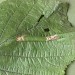 Leafmine • Mine on Corylus, Appleton, Cheshire • © Ian Kimber