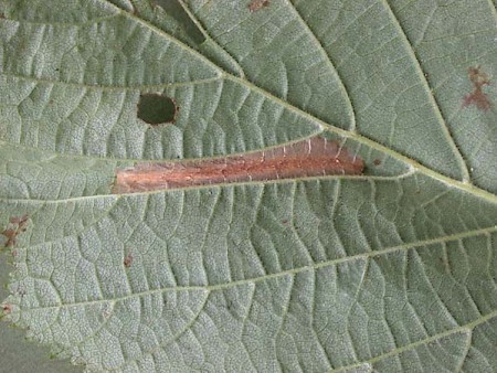 Phyllonorycter nicellii