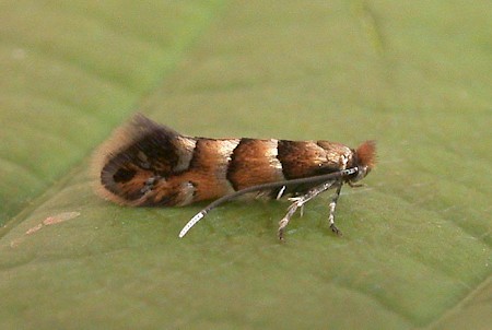 Phyllonorycter klemannella