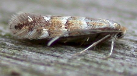 Phyllonorycter klemannella