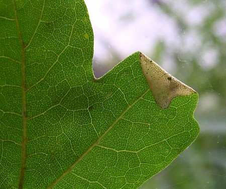 Phyllonorycter acerifoliella