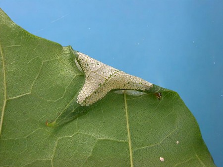 Phyllonorycter joannisi