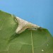 Mine on Acer • Mine on edge of leaf of Acer, Barnes Common, London. • © Martin Honey