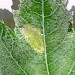 Mine on Populus canescens • Normandy, France • © Ben Smart