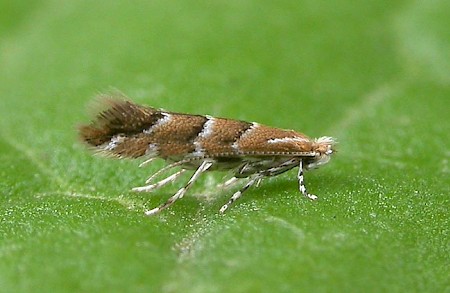 Horse Chestnut Leaf-miner Cameraria ohridella