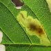 Leafmine • Larva and mine in Aesculus, Bushy Park, London • © Nigel Reeve