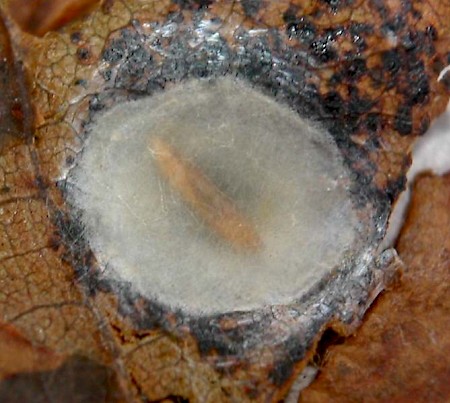 Horse Chestnut Leaf-miner Cameraria ohridella