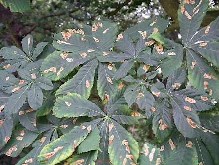 Horse Chestnut Leaf-miner Cameraria ohridella