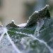 Pupal fold • Burwell, Cambs. • © Ian Barton