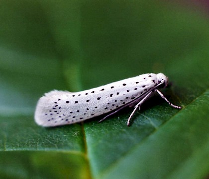 Yponomeutidae