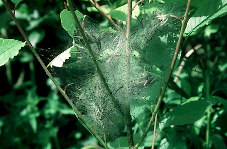 Bird-cherry Ermine Yponomeuta evonymella