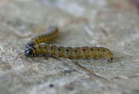 Orchard Ermine Yponomeuta padella