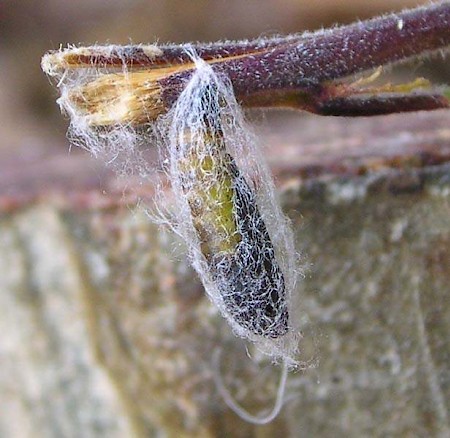 Orchard Ermine Yponomeuta padella