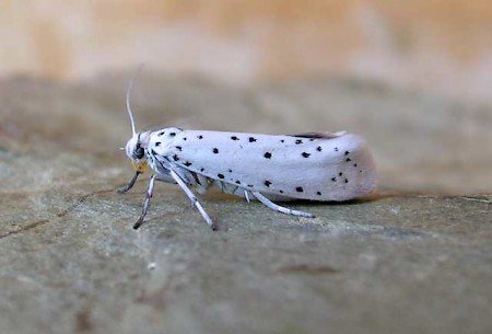 Spindle Ermine Yponomeuta cagnagella