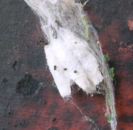 Spindle Ermine Yponomeuta cagnagella