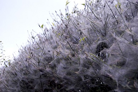 Spindle Ermine Yponomeuta cagnagella