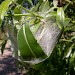 Larval web on Salix alba • Chorlton, Gtr. Manchester • © Ben Smart