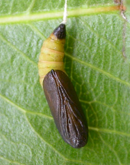 Willow Ermine Yponomeuta rorrella