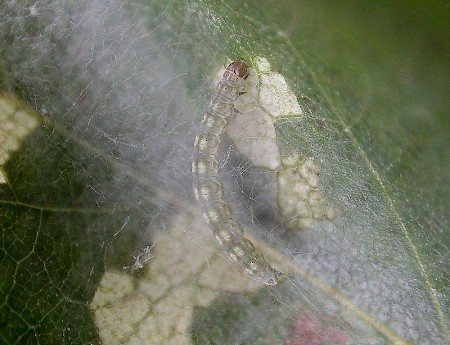 Swammerdamia caesiella