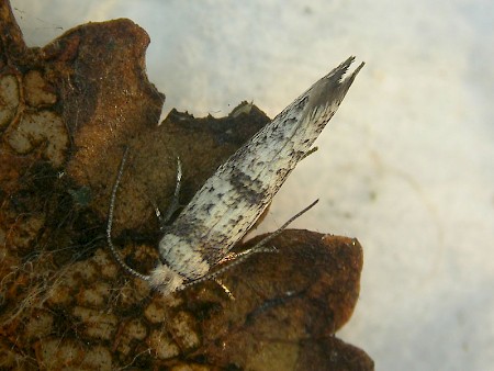 Swammerdamia passerella