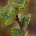 Larva • Larva in web on Betula nana in blanket bog (at around 200m a.s.l) The Crask, Sutherland. August. • © Duncan Williams