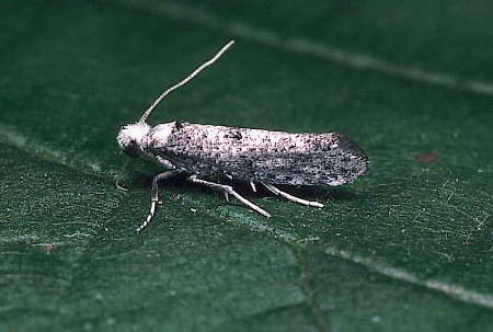 Paraswammerdamia albicapitella