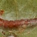 Habitation • In web on Crataegus. Early June. Imago reared. • © Ian Smith