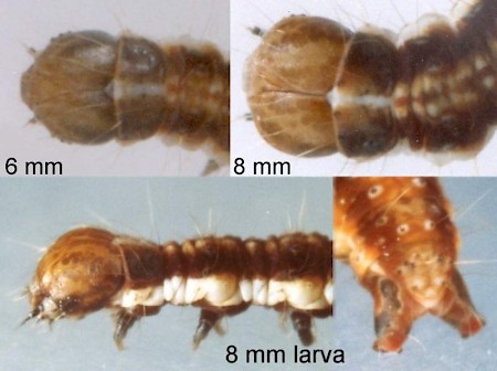 Paraswammerdamia nebulella