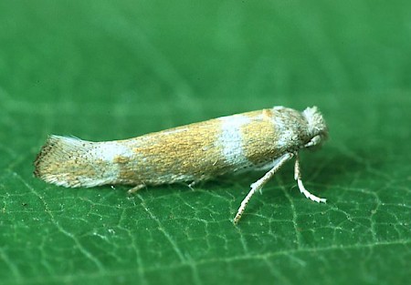 Cedestis gysseleniella