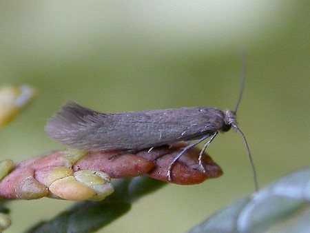 Ocnerostoma friesei