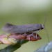 Adult • Dunham Massey, Altrincham, Cheshire. Reared from pupa. • © Ben Smart