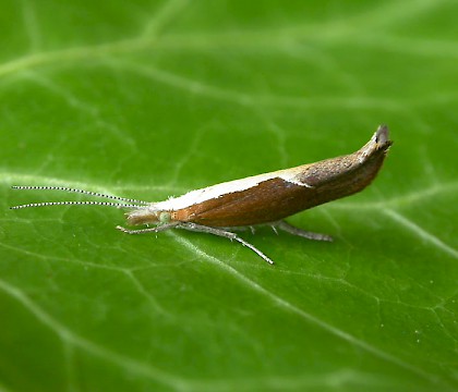 Adult &bull; Littleborough, Lancashire &bull; &copy; Ian Kimber
