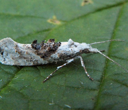 Adult &bull; Kvikne, Oppland, Norway &bull; &copy; Svein Bekkum