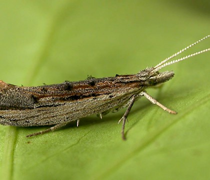 Adult &bull; Chorlton, Greater Manchester, ex. larva &bull; &copy; Ben Smart