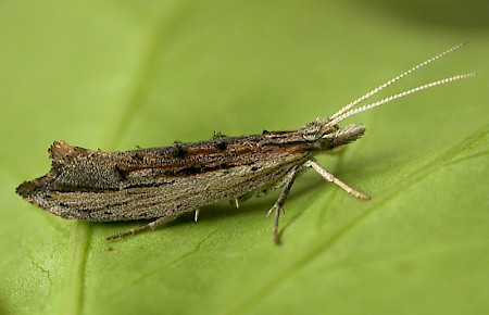 Ypsolopha scabrella