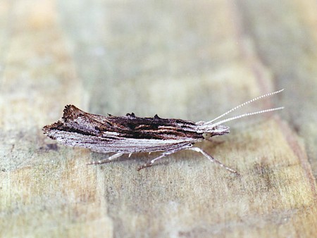 Ypsolopha scabrella